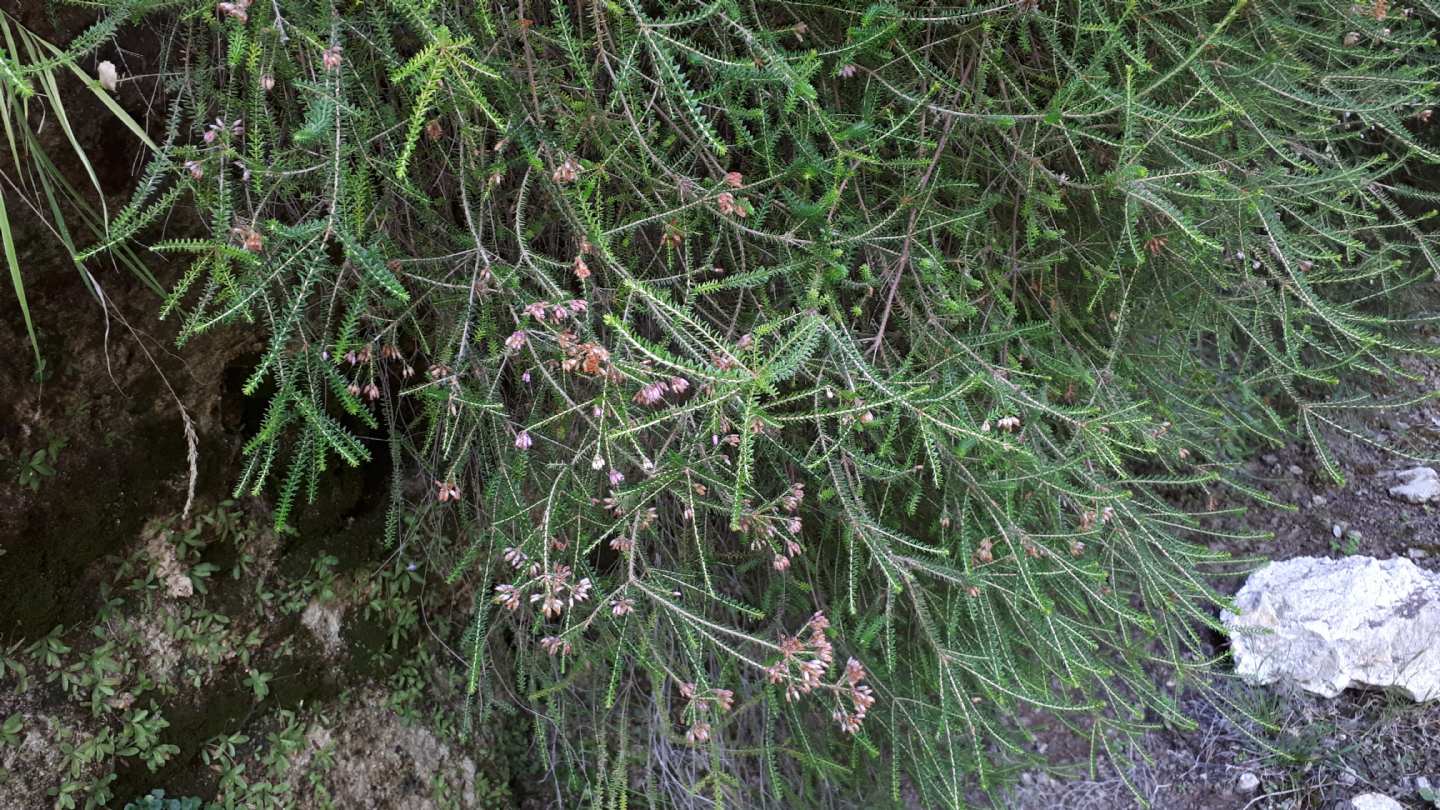 Erica terminalis / Erica tirrenica