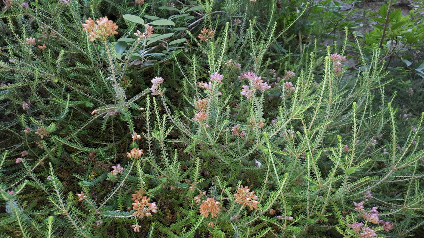 Erica terminalis / Erica tirrenica