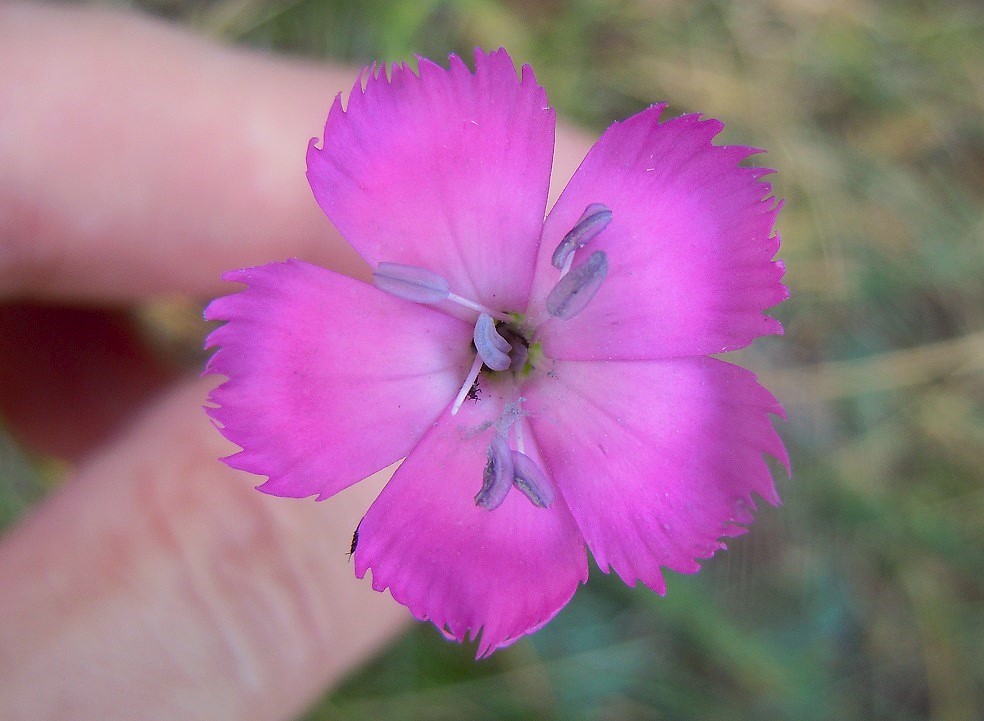 Dianthus longicaulis?