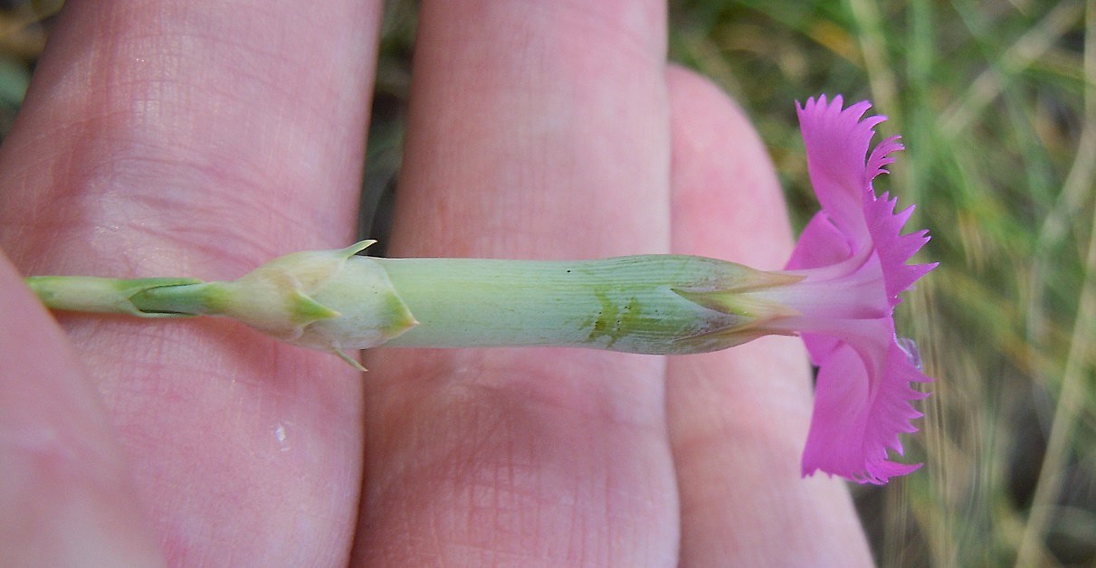 Dianthus longicaulis?