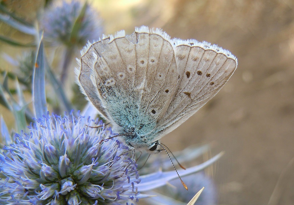 Polyommatus virgilius maschio?