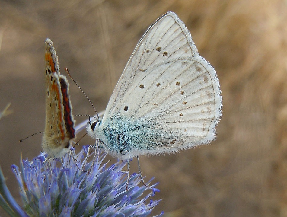 Polyommatus virgilius maschio?