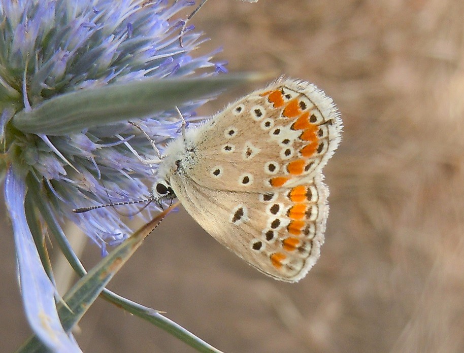 Polyommatus thersites?