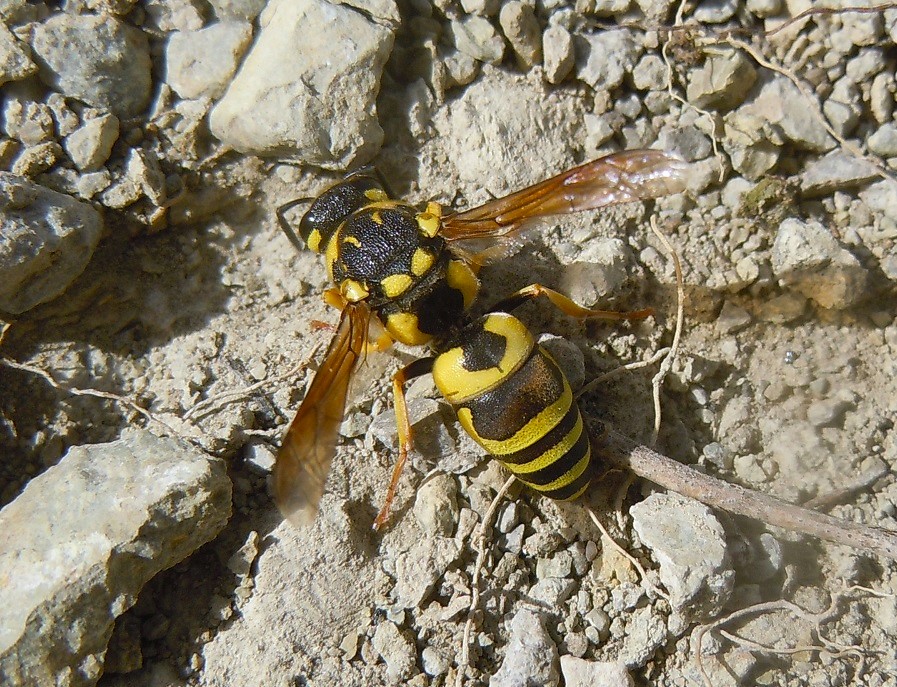 Vespidae Eumeninae: Euodynerus sp.