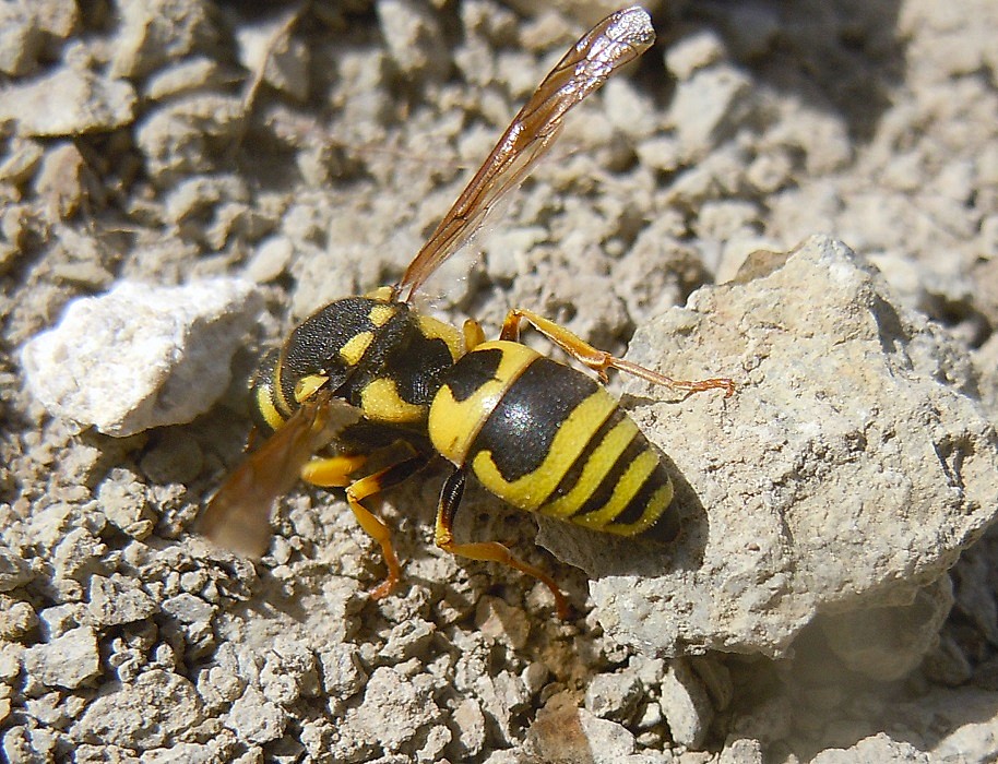 Vespidae Eumeninae: Euodynerus sp.