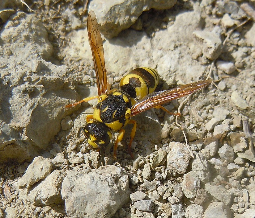 Vespidae Eumeninae: Euodynerus sp.