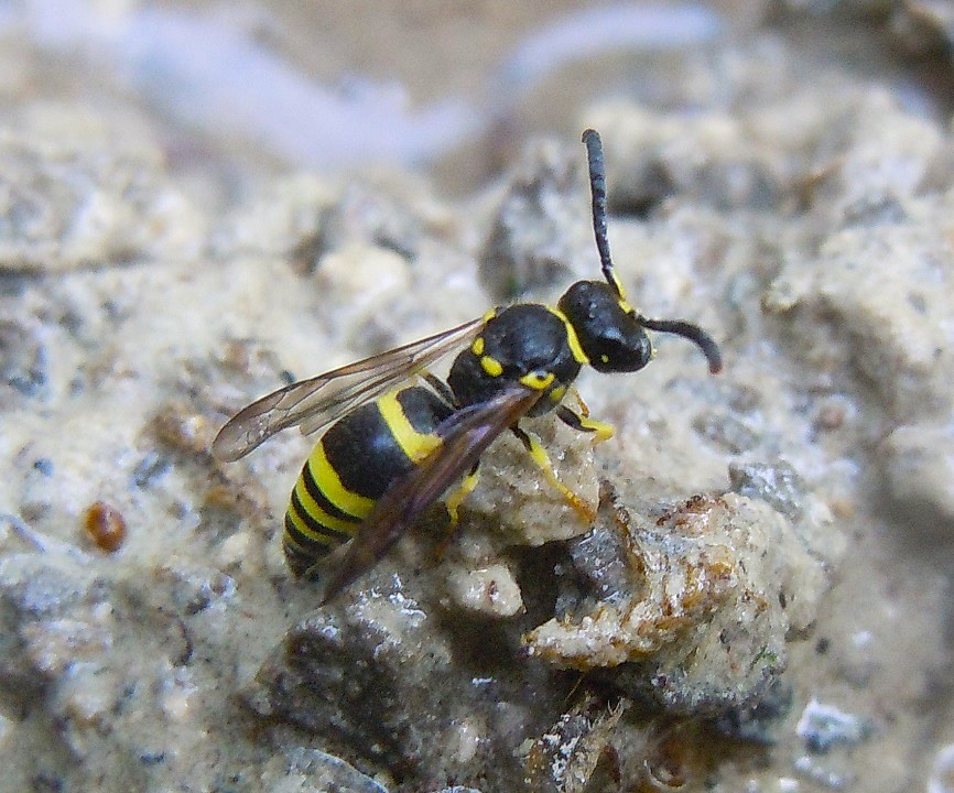 Vespidae Eumeninae: Ancistrocerus longispinosus? Ancistrocerus sp.