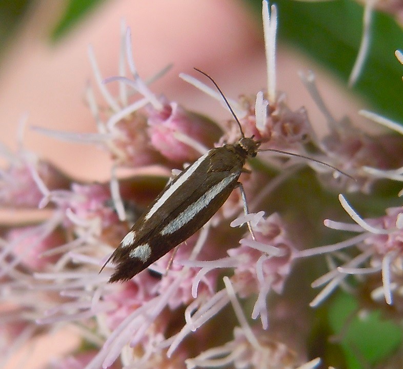 Scythris knochella?