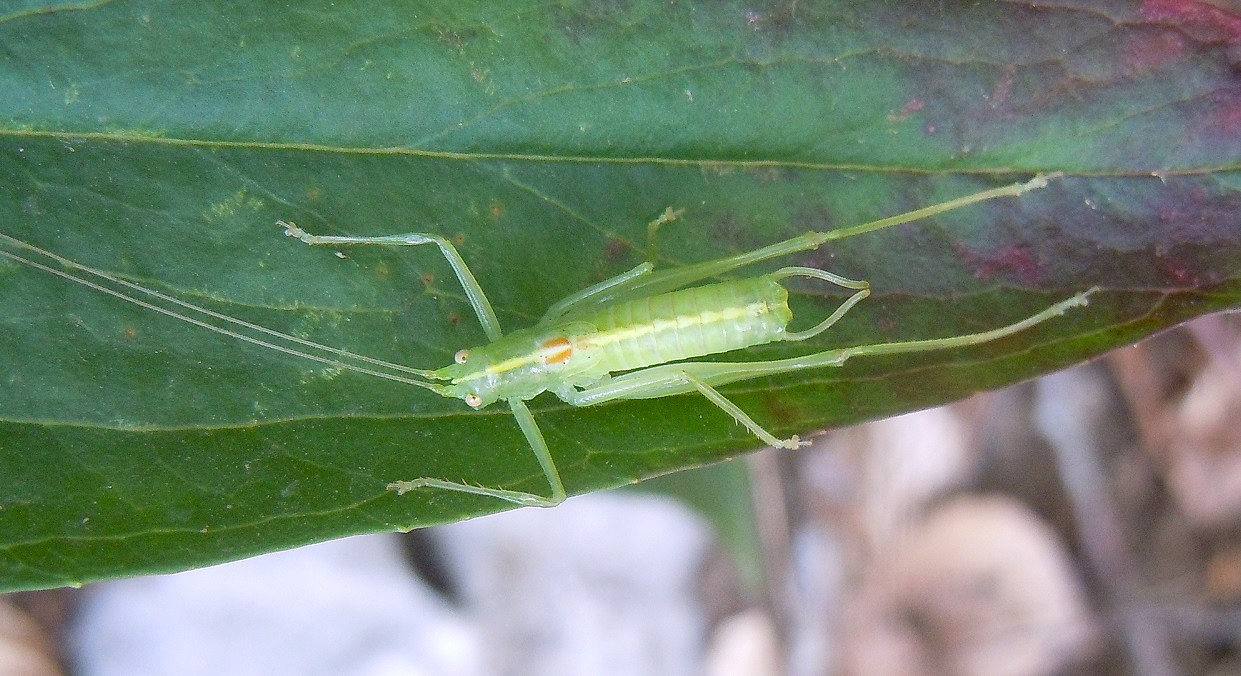 Maschio di Meconema meridionale