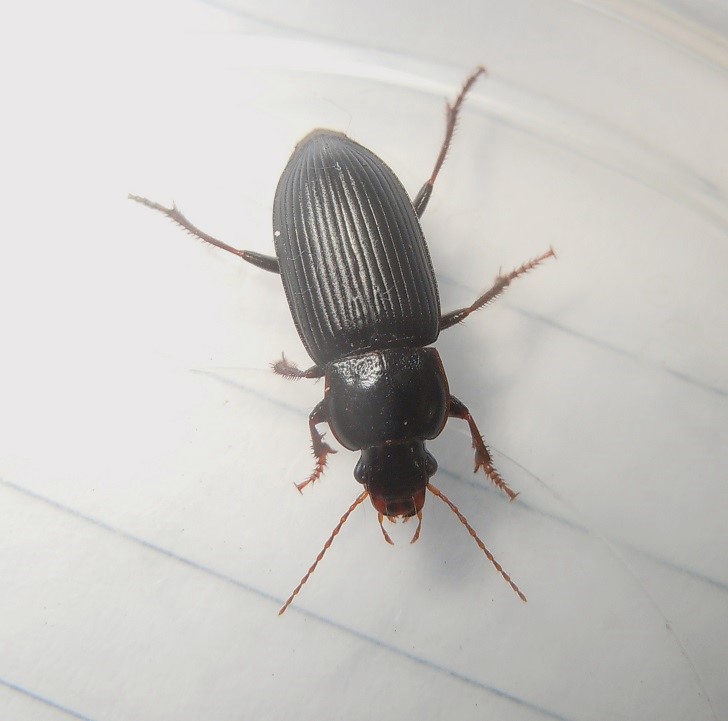 Carabidae: Harpalus? No, Cryptophonus tenebrosus