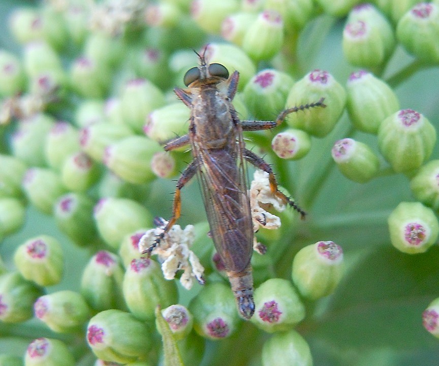 Asilidae