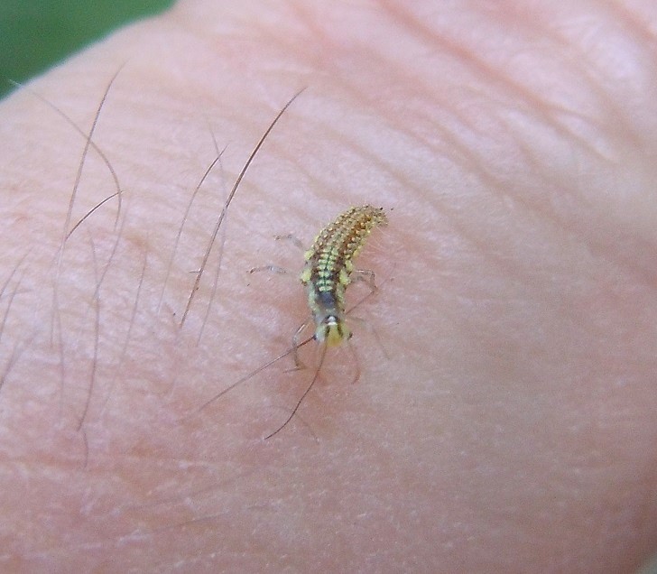 Larva di Chrysopidae?