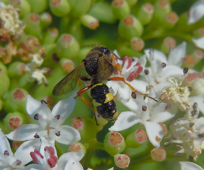 Cerceris rybyensis?