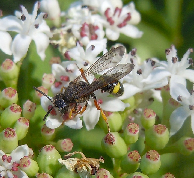 Cerceris rybyensis?