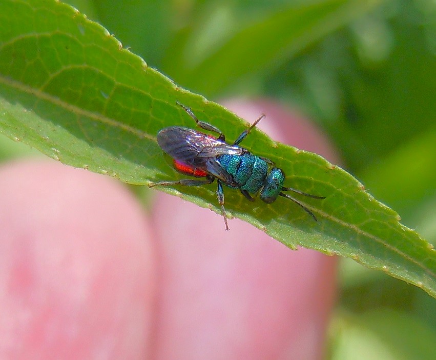 Chrysididae da identificare