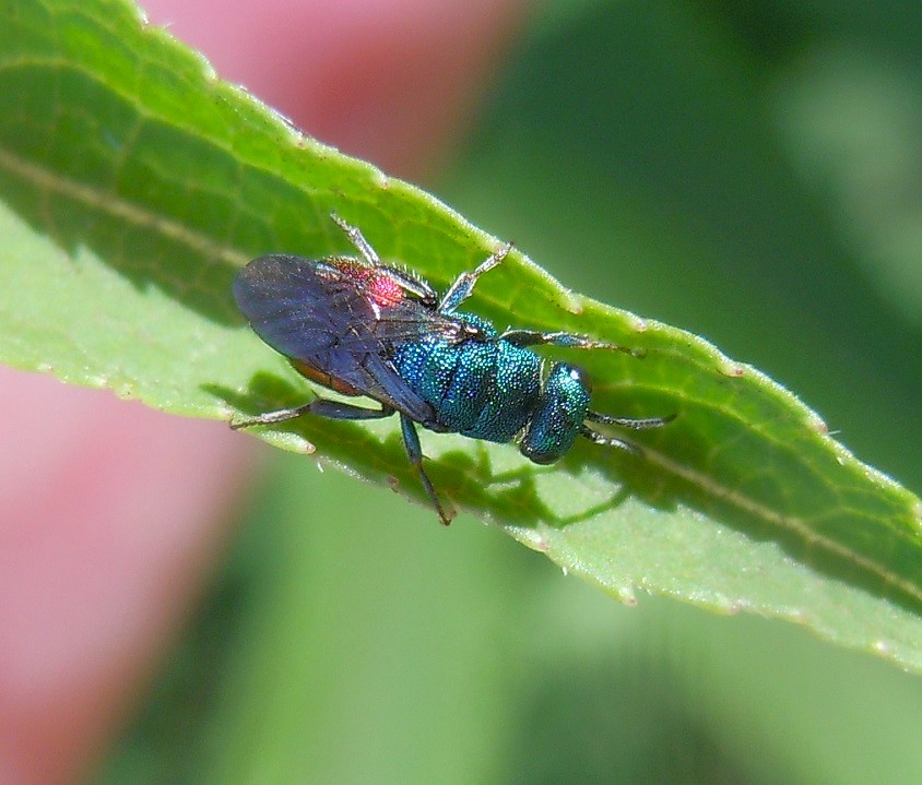 Chrysididae da identificare