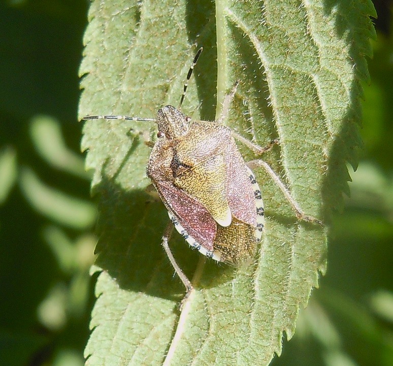 Dolycoris baccarum