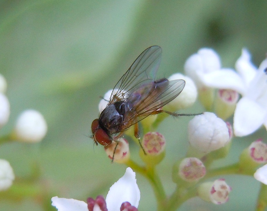 Fannia canicularis