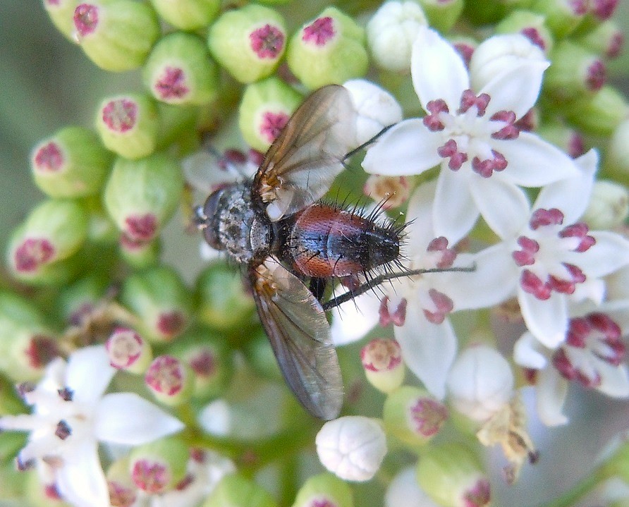 Eriothrix rufomaculata