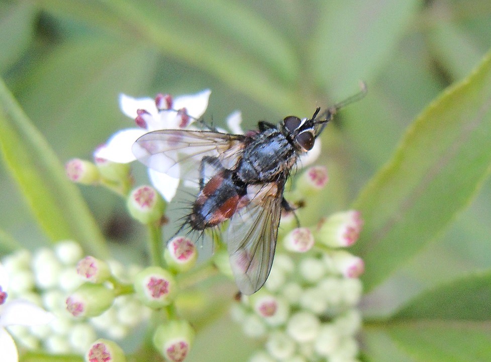 Eriothrix rufomaculata