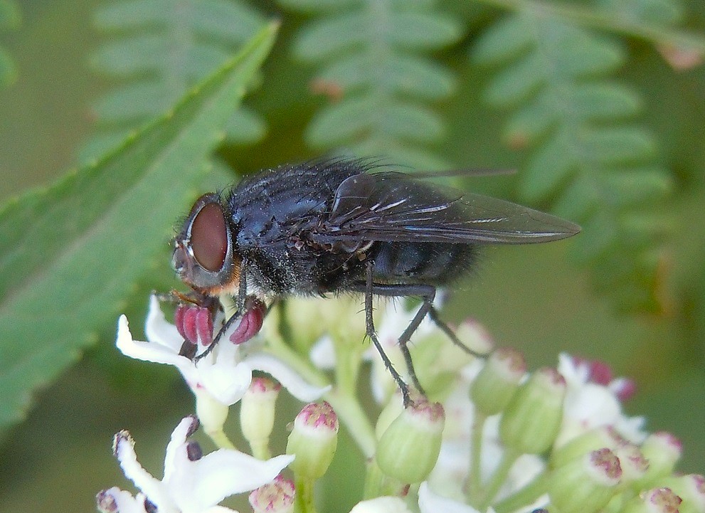 Calliphora sp.