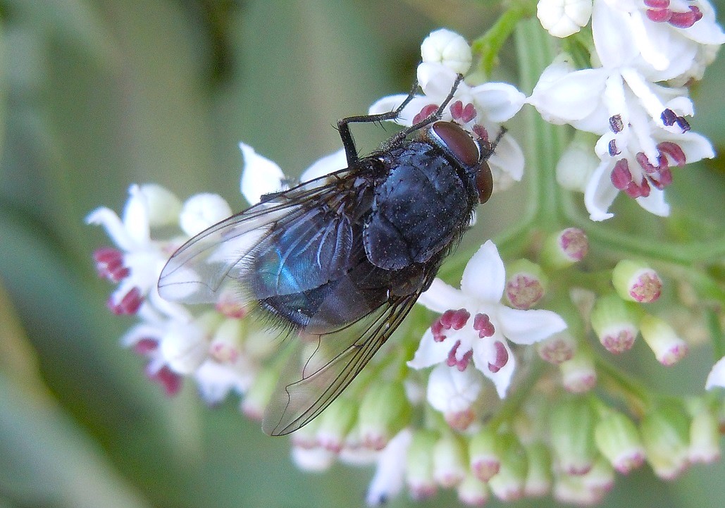 Calliphora sp.