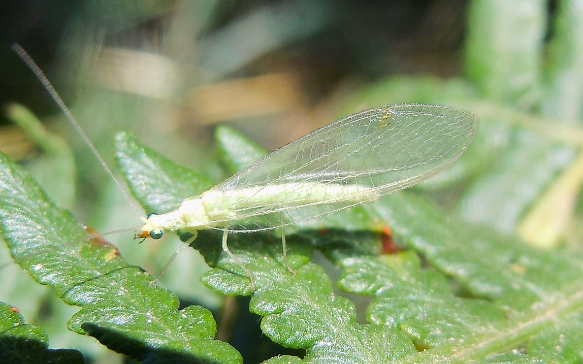 Chrysopidae da identificare