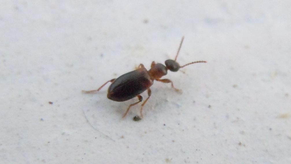 Anthicidae - Omonadus sp. e Microhoria terminata