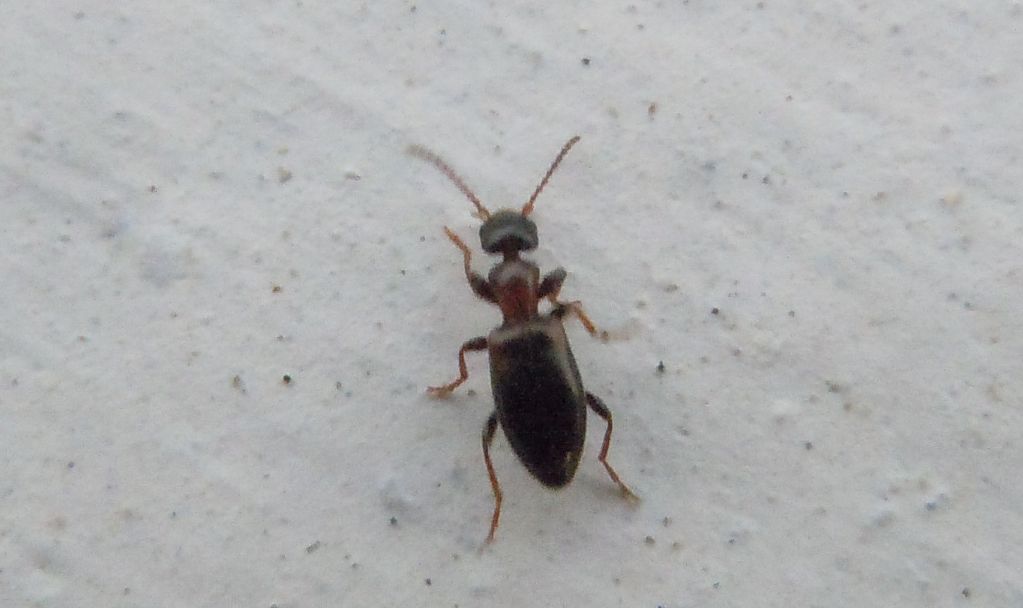 Anthicidae - Omonadus sp. e Microhoria terminata