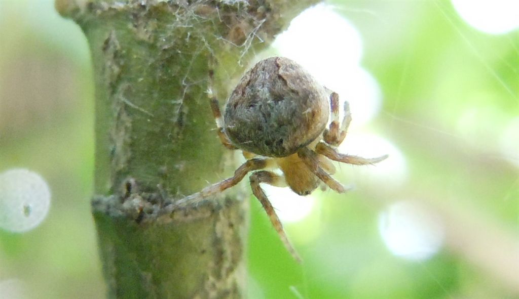 Araneus? No. Neoscona subfusca - S. Salvatore T. (BN)