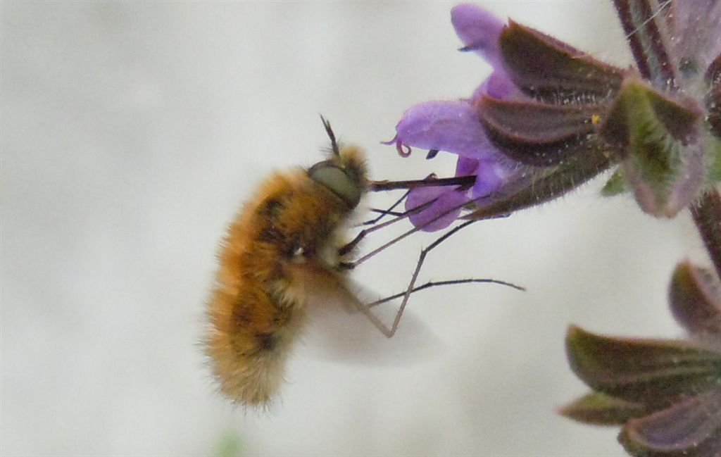 Bombyliidae