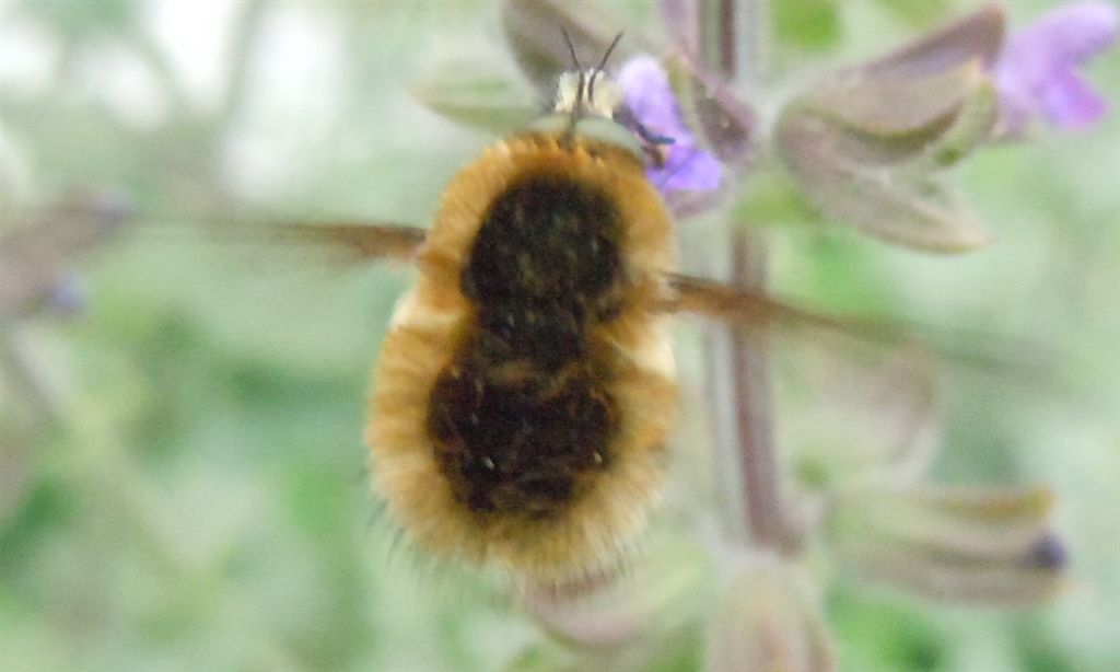 Bombyliidae