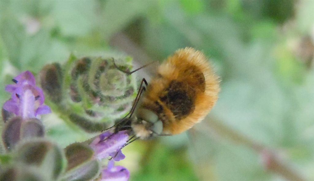 Bombyliidae