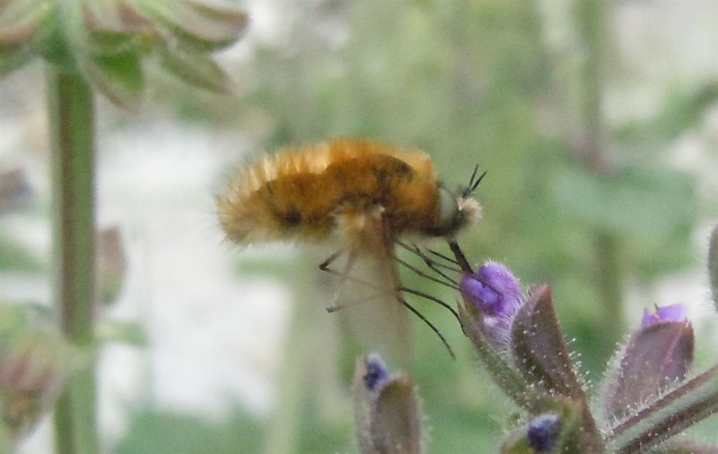 Bombyliidae