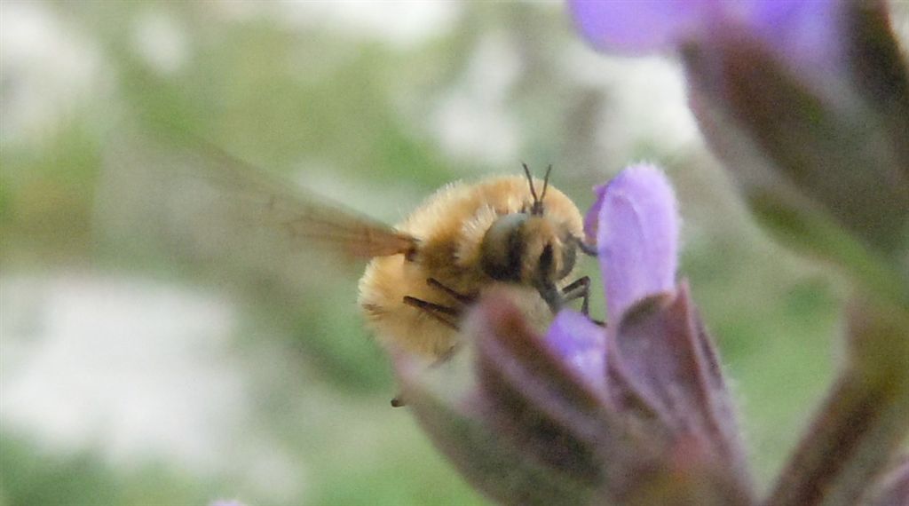 Bombyliidae