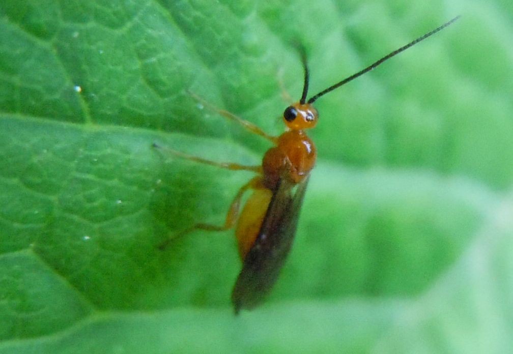 Braconidae?