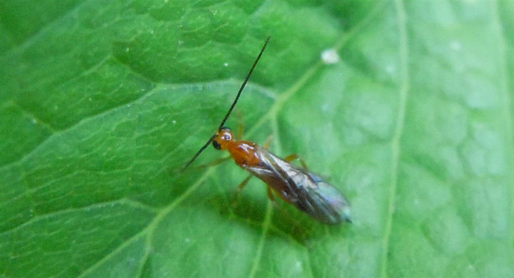 Braconidae?