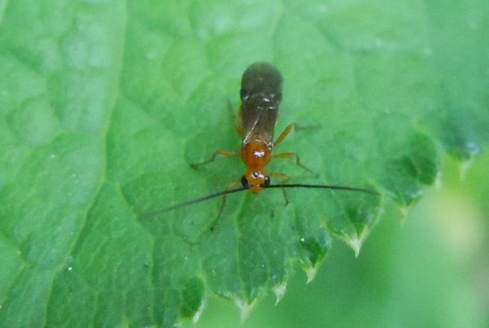 Braconidae?