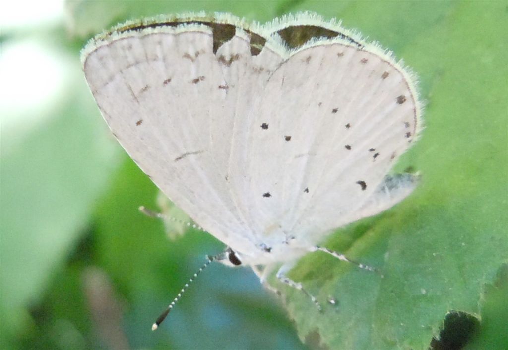 Celastrina argiolus?