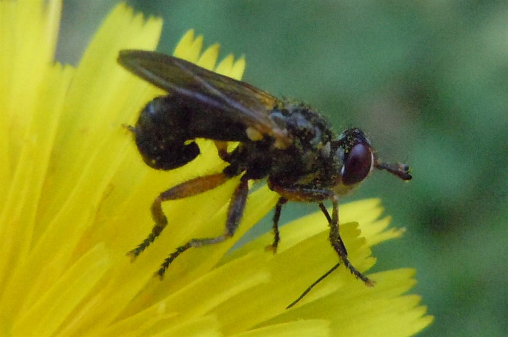 Conopidae da identificare