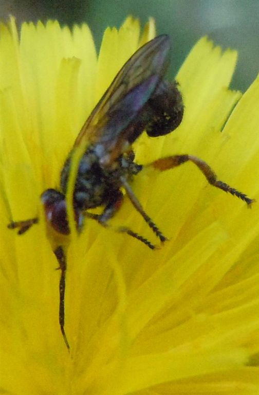 Conopidae da identificare