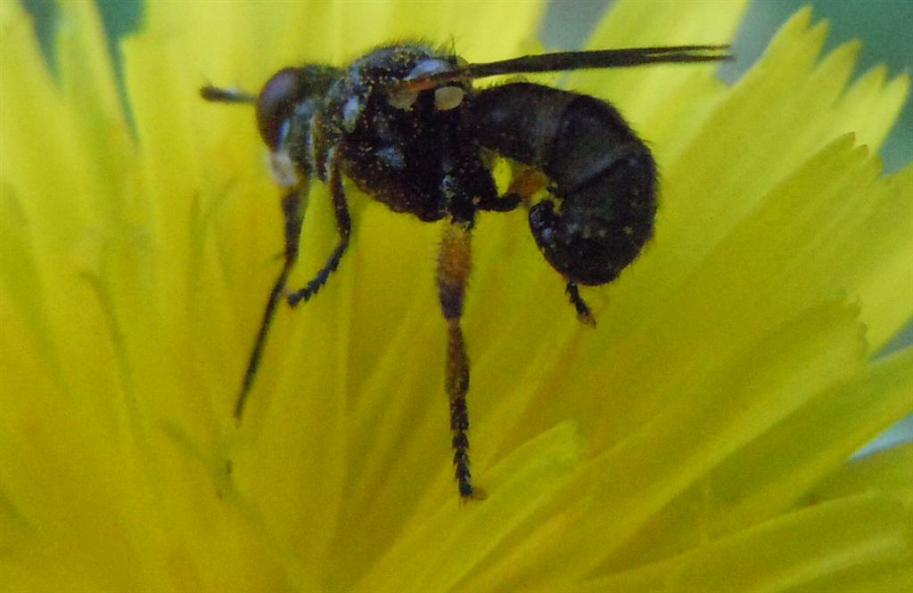 Conopidae da identificare