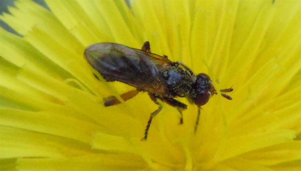 Conopidae da identificare