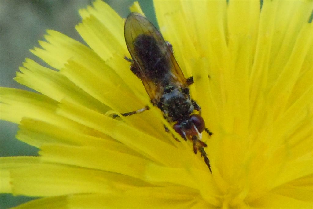 Conopidae da identificare