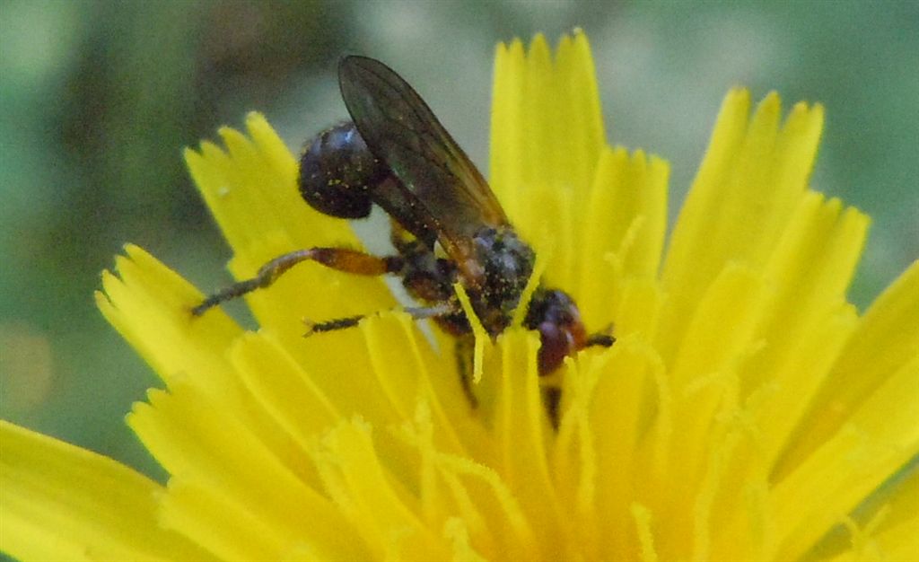 Conopidae da identificare