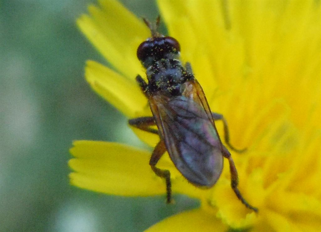 Conopidae da identificare