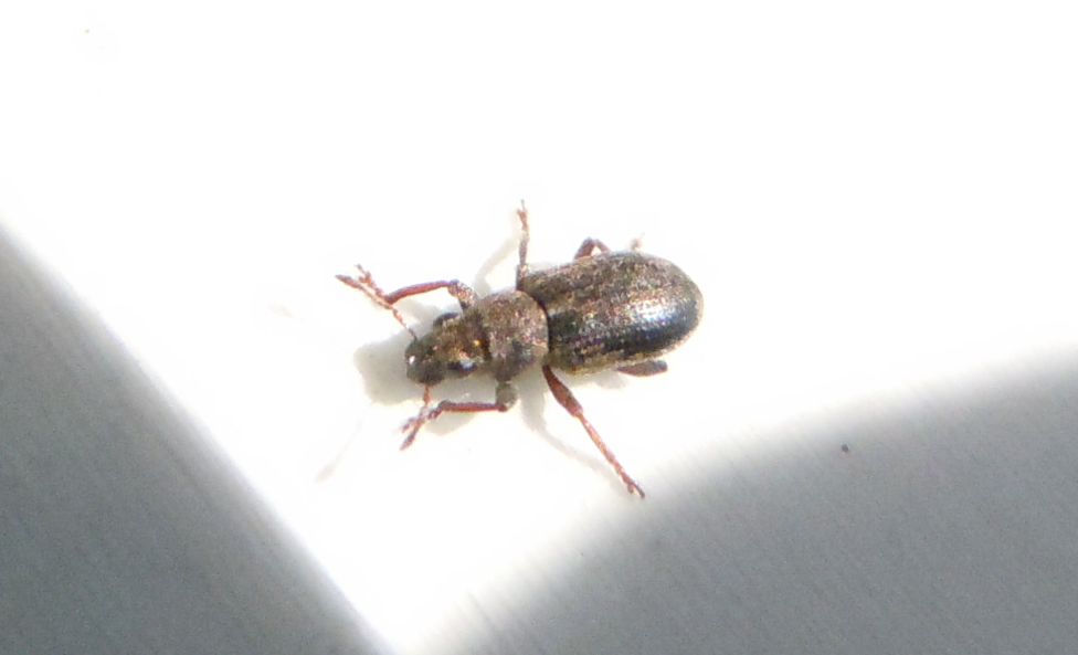 Altro Curculionidae?