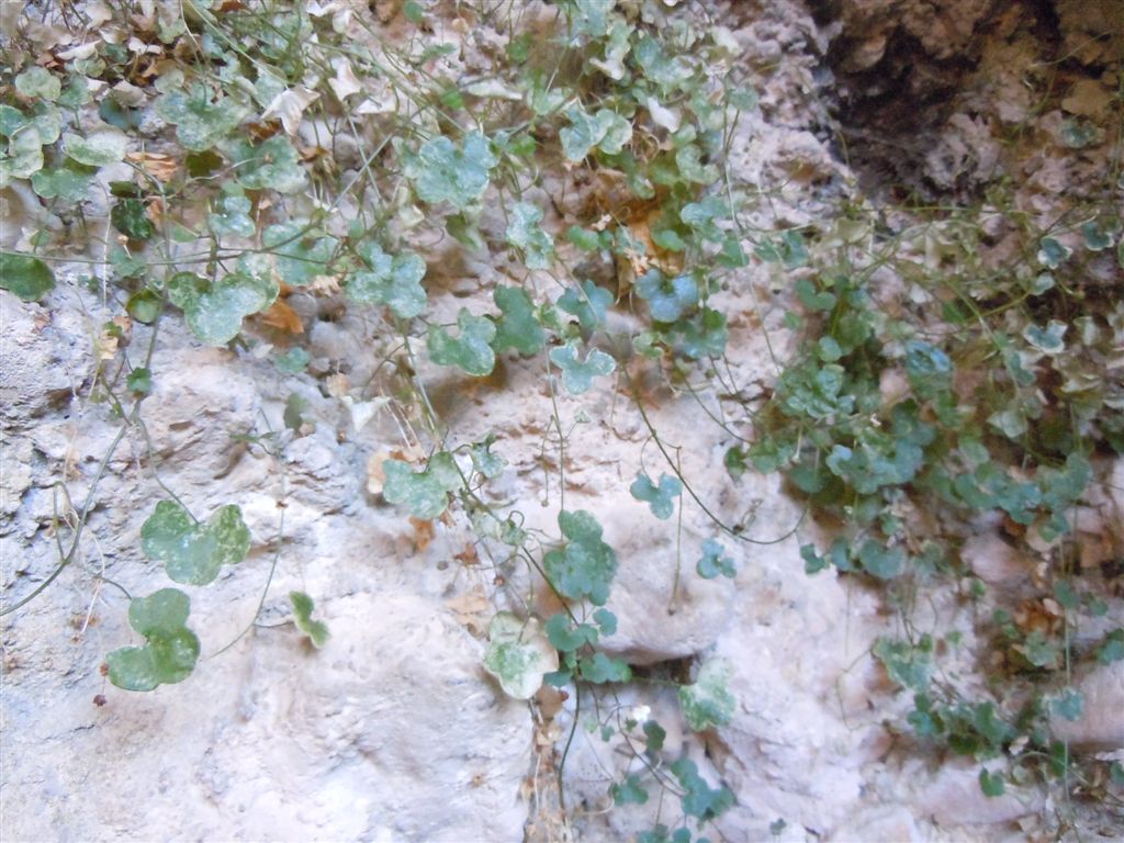 Gole del Sagittario(AQ) - Cymbalaria muralis