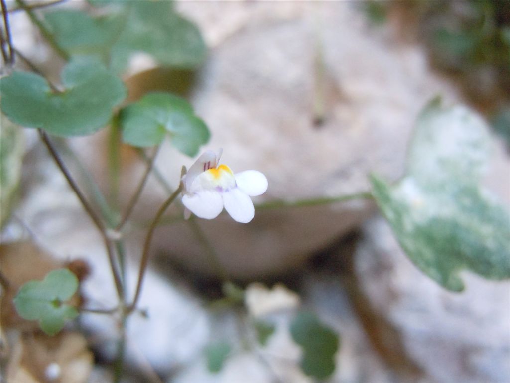 Gole del Sagittario(AQ) - Cymbalaria muralis