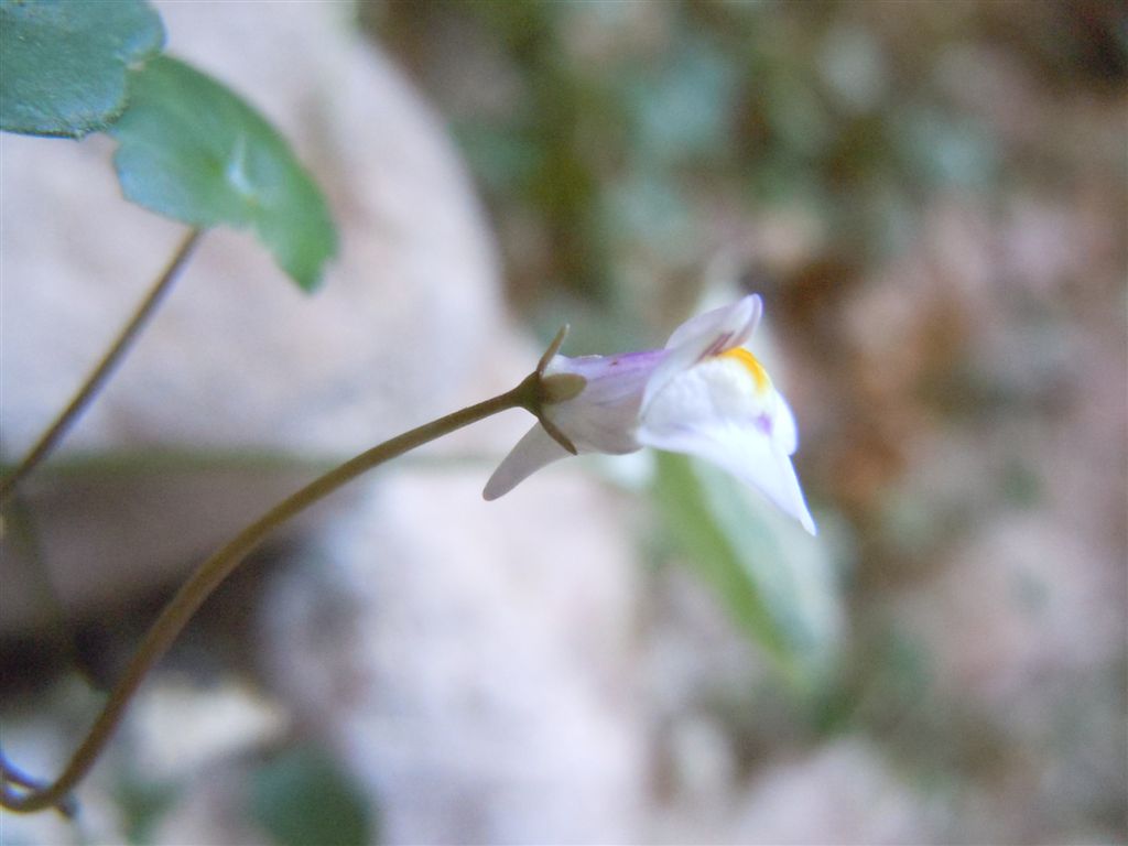 Gole del Sagittario(AQ) - Cymbalaria muralis